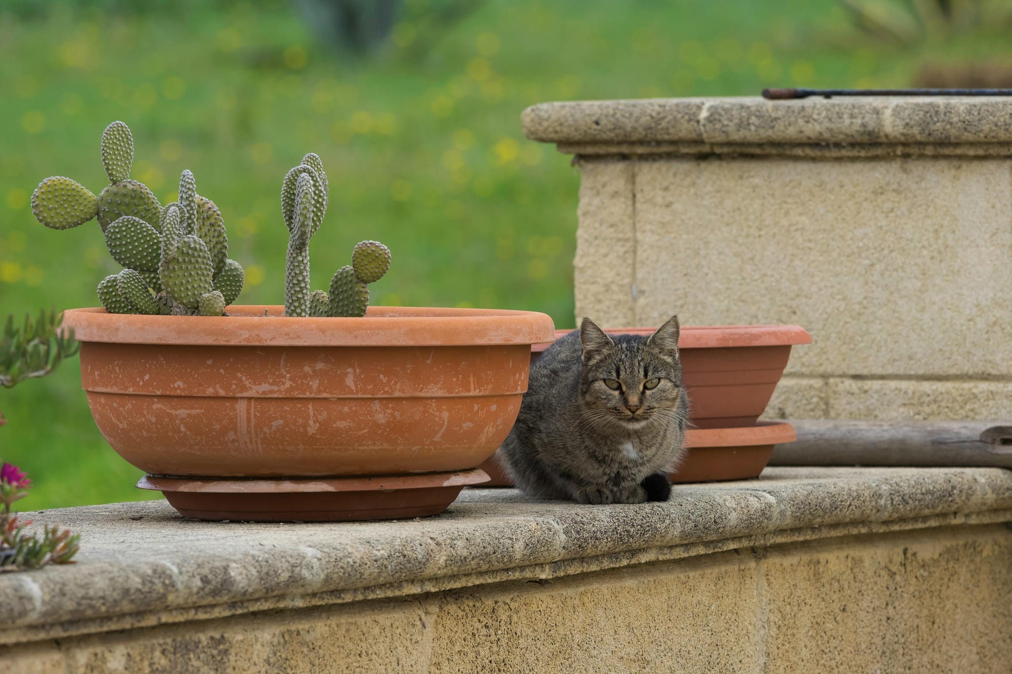 Nigerian Migrant Arrested for Cooking Cat in Italian Park